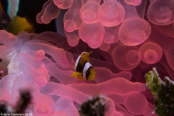 Juvenile Clark's Anemonefish (Amphiprion clarkii) Host bu... by Kyle Castelyn 